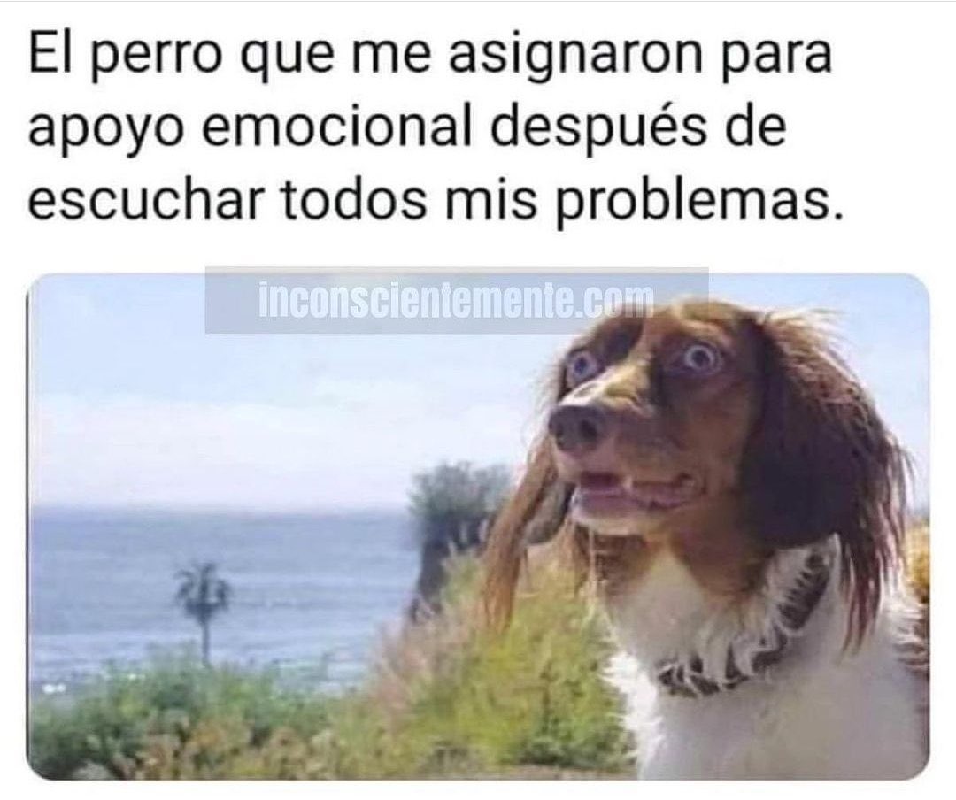 magnett1972's tweet photo. @PetaLatinoA Pobres animalitos la #progresia los está matando 🤭🤦🏻‍♂️ https://t.co/N6KM8PTE14