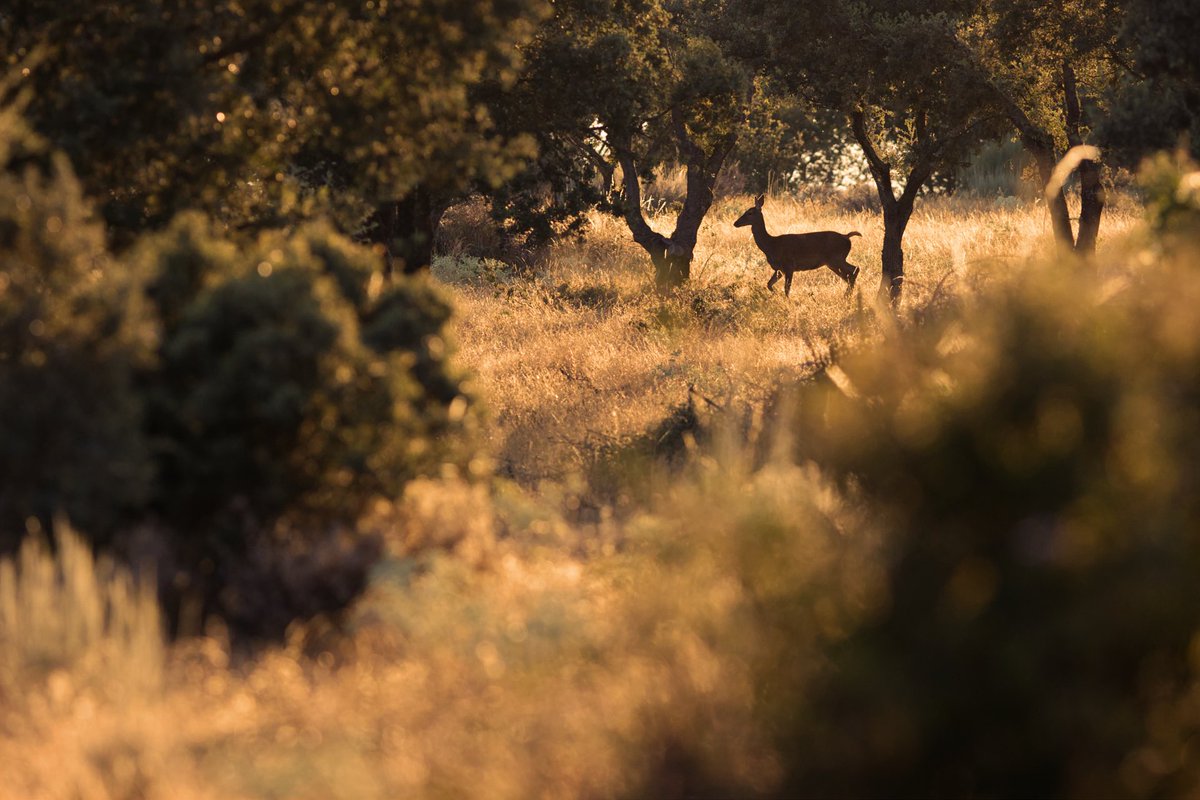 iskanderbarrena's tweet photo. Oreina (Cervus elaphus). 
#sierradelaculebra #zamora

#NaturaArgazkitan #naturabizia #cervuselaphus #zamora #valdesantamaria  #yourshotphotographer #naturephotography #nature #wildanimal #wild #wildlife #naturephotoportal #wildlifephotography #deer #deerseason https://t.co/bG7TsdgLFh