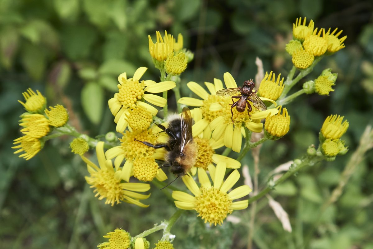 BuchTill's tweet photo. Ein schöner Rücken kann auch entzücken, Hummel-Gruß an @BWintgens ... allerlei Hummeln im Garten in #Geitelde und - drittes Bild - am Heerter See, könnte dort rechts im Bild die (hummelparasitische) Breitstirnblasenkopffliege zu sehen sein - Frage an @A_Haselboeck? https://t.co/iThpvVRT6n