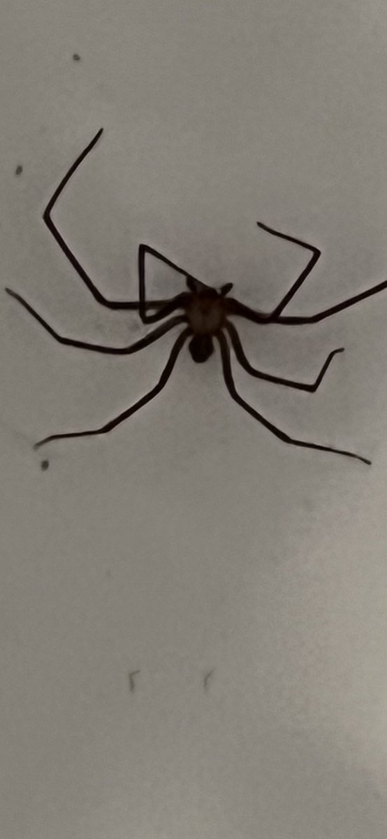KaraLBaum's tweet photo. @RecluseOrNot 

Sorry the picture isn’t the best! https://t.co/aBQFyefdAN