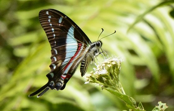 ccam_foundation's tweet photo. Happy Thursday all! 
A little Thursday trivia for you.
What is the name of this butterfly endemic to Jamaica? 🦋
Hint: Its colour is in the name.

📸: Vaughn Turland https://t.co/nPS7IqyYgm