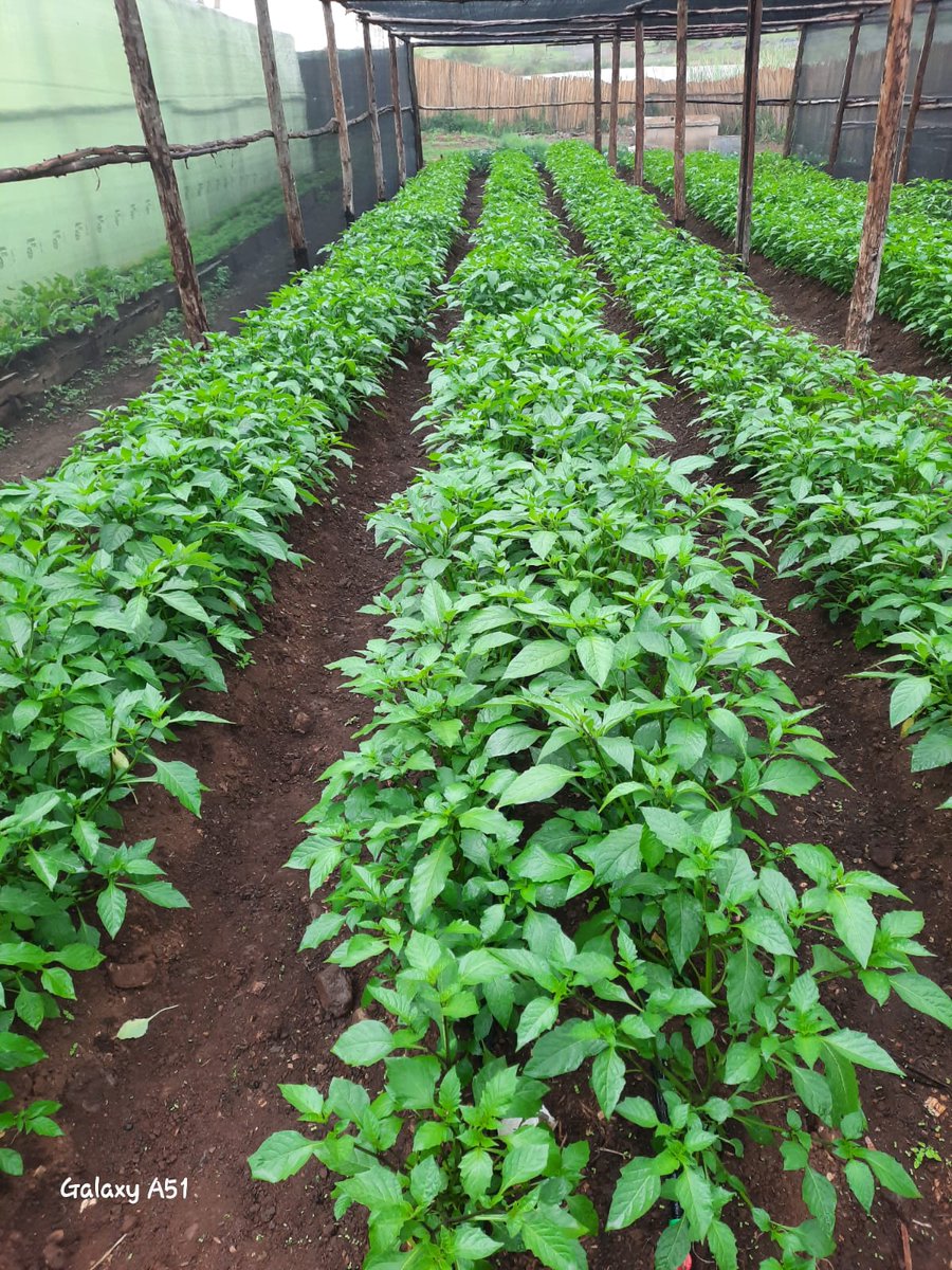 UkulimaSpace's tweet photo. 3 Months horticulture Farming is a venture the youth should exploit. 
Managu on 18 * 22 gives you 150Kg after every 2 weeks with a Kg going for Ksh 50 on low season and Ksh 100 in peak season.  Take up the challenge. https://t.co/TtQ6z6Eenv