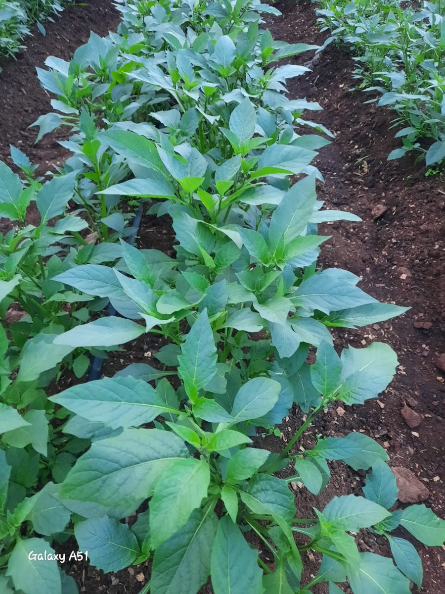 UkulimaSpace's tweet photo. 3 Months horticulture Farming is a venture the youth should exploit. 
Managu on 18 * 22 gives you 150Kg after every 2 weeks with a Kg going for Ksh 50 on low season and Ksh 100 in peak season.  Take up the challenge. https://t.co/TtQ6z6Eenv