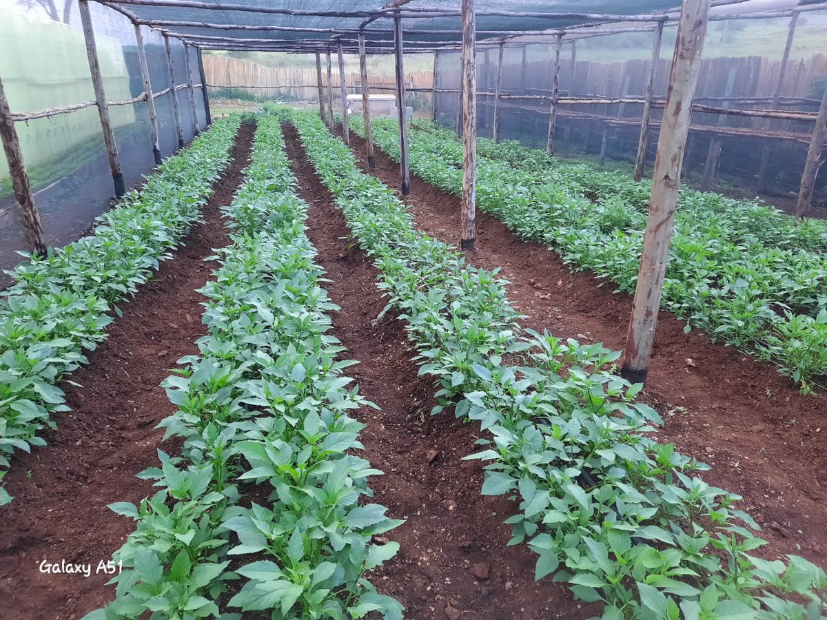 UkulimaSpace's tweet photo. 3 Months horticulture Farming is a venture the youth should exploit. 
Managu on 18 * 22 gives you 150Kg after every 2 weeks with a Kg going for Ksh 50 on low season and Ksh 100 in peak season.  Take up the challenge. https://t.co/TtQ6z6Eenv