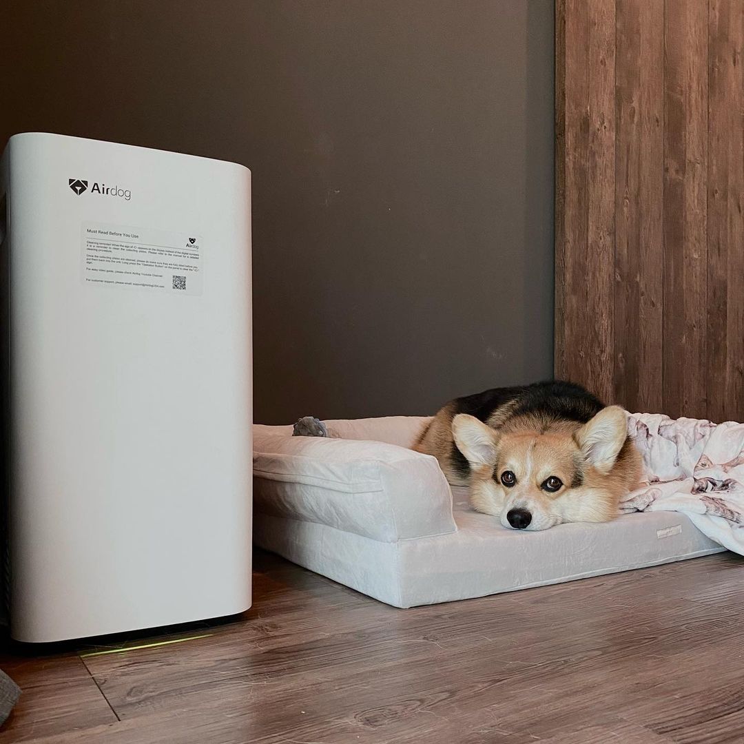 KronosAir's tweet photo. Dogs have a keen sense of smell &amp; they can detect odors that humans may not notice. Kronos air purifiers help remove dust, allergens &amp; unpleasant odors from the air.

Give yourself and your pup the cleanest air with Kronos. 

Shop now at https://t.co/OFdZurQT7F #kronosair #health https://t.co/b3tKmtHEHh