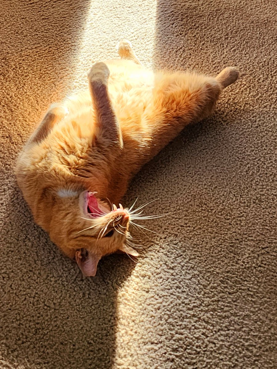 bobthecat2016's tweet photo. Is it just me, or does Nugget look like he's being abducted by 👽? https://t.co/ZPR9lcFjPB