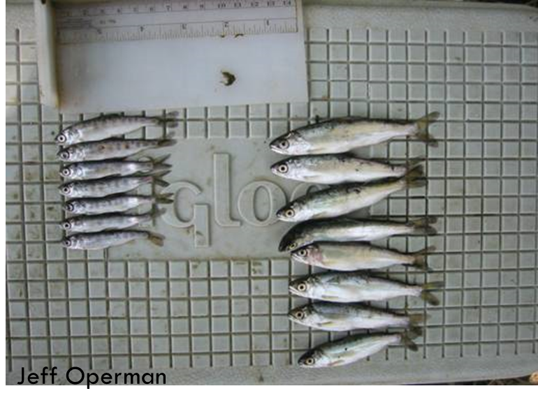 Jeff Opperman💧🐟🎸 tweet media