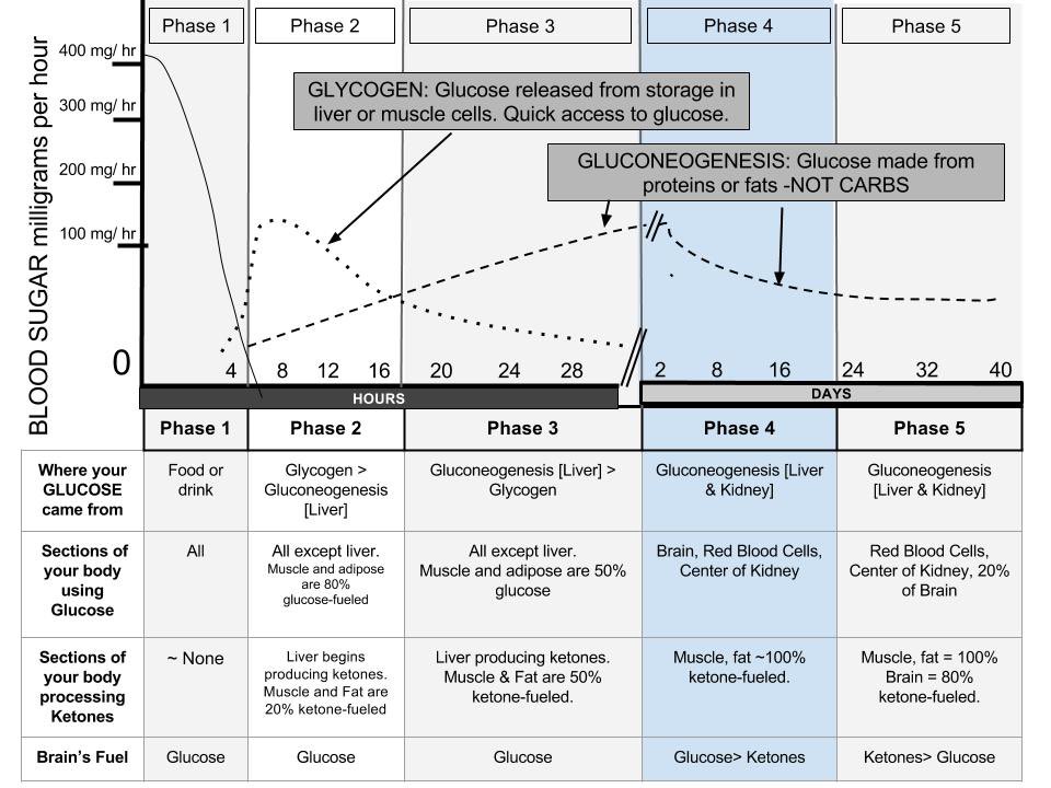 ▫️A partir de las 16-20 horas de ayuno es cuando utlizamos mayoritariamente grasas como sustrato energético.

🚩Por tanto, hacer ayuno intermitente NO TE CONVIERTE en una máquina de quemar grasa. 

🫡Sólo la restricción calórica (con o sin ayuno) te permite perder grasa.