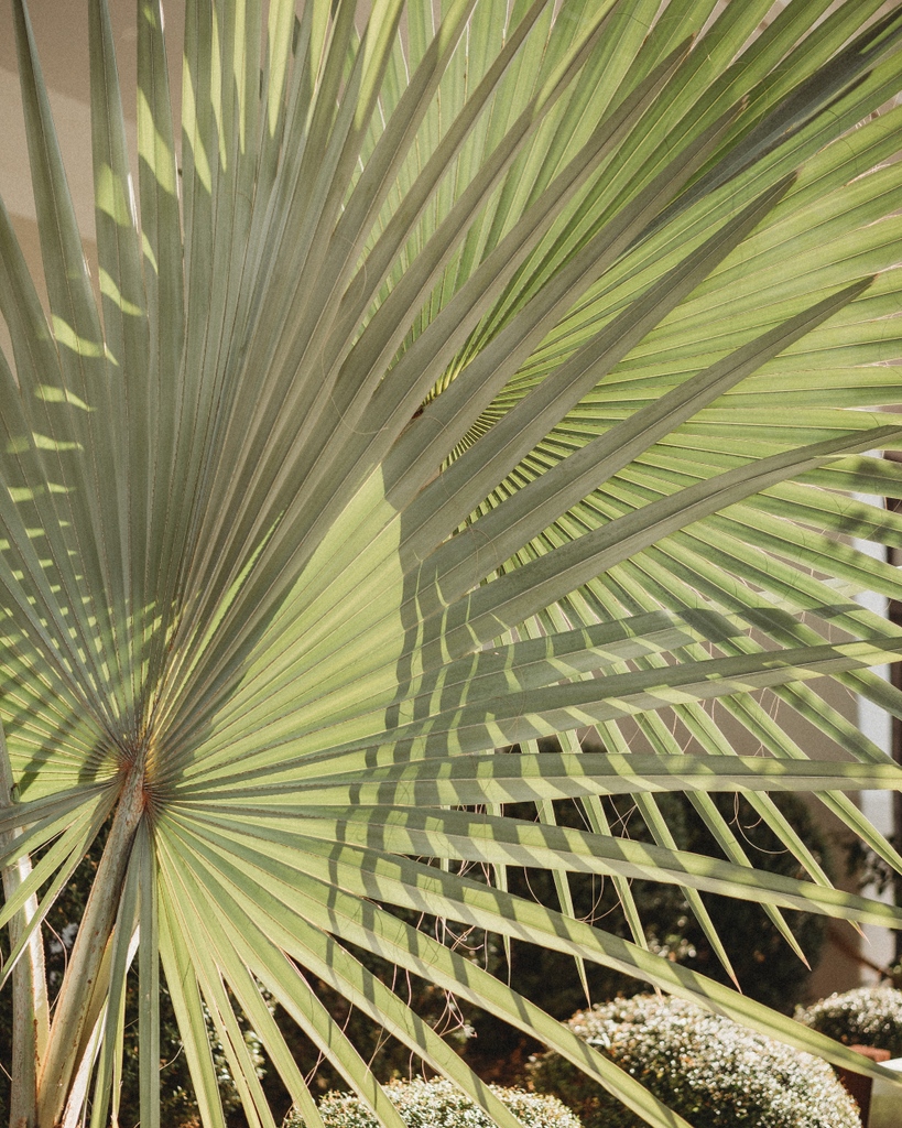 thescottresort's tweet image. Color and texture inspiration found | @beautybeheldco⁠
⁠
⁠
⁠
⁠
⁠
⁠
#palmtree #inspirationtime #thescottresort #designinspiration