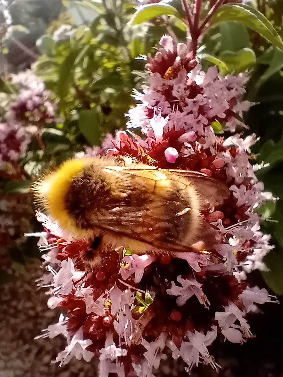 ETrooms's tweet photo. Can anyone help me with this bumble? #bumblebees #bees #whatbeeisthis #beeidentification https://t.co/yp0RtQijnO