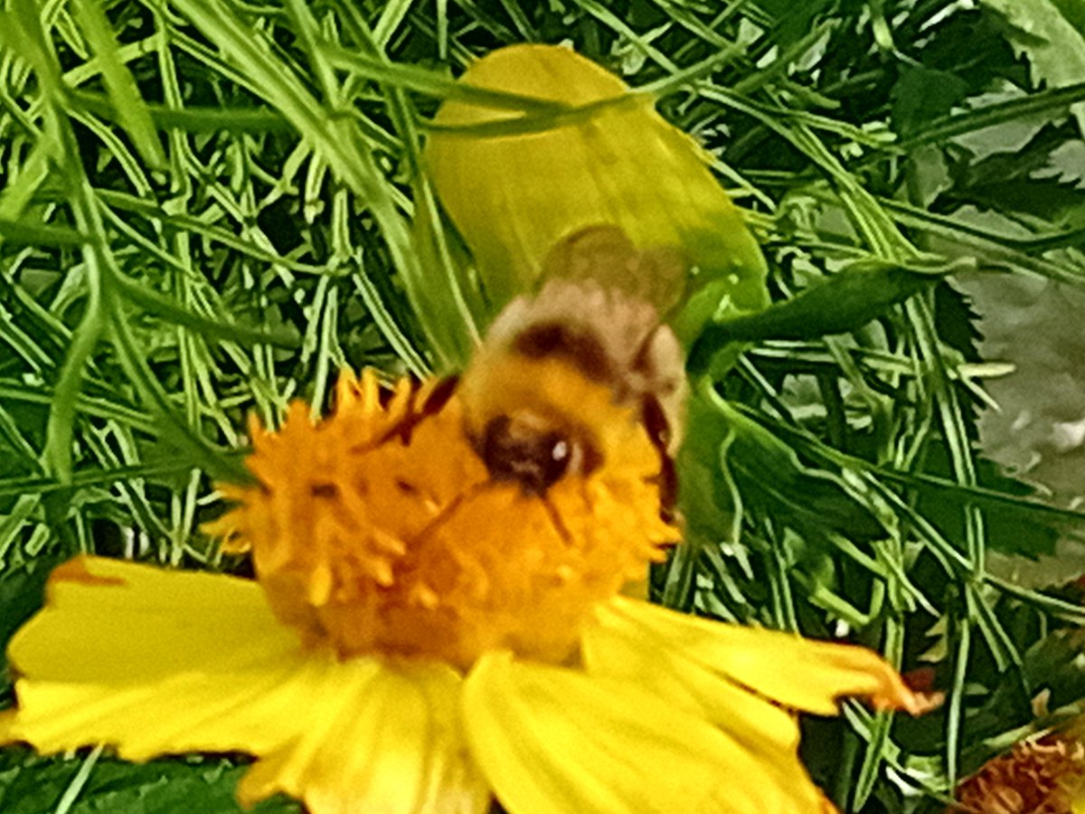ETrooms's tweet photo. Can anyone help me with this bumble? #bumblebees #bees #whatbeeisthis #beeidentification https://t.co/yp0RtQijnO