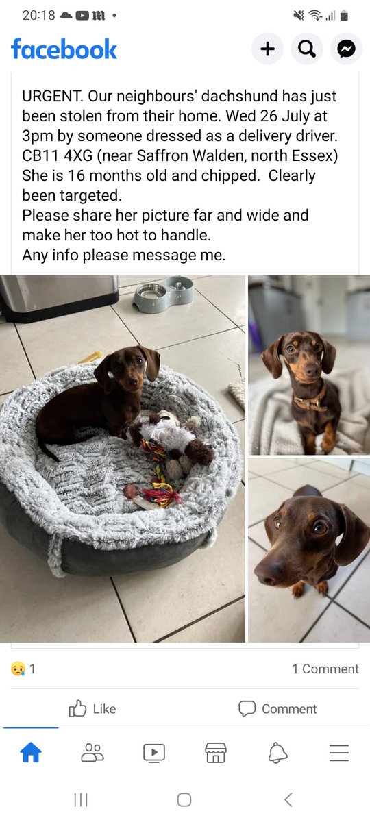 A chocolate coloured daschund has been stolen from the SaffronWalden area. The thief purported to be a delivery driver and the owner is a local vet. Please make too hot to handle @StephenMcGann
