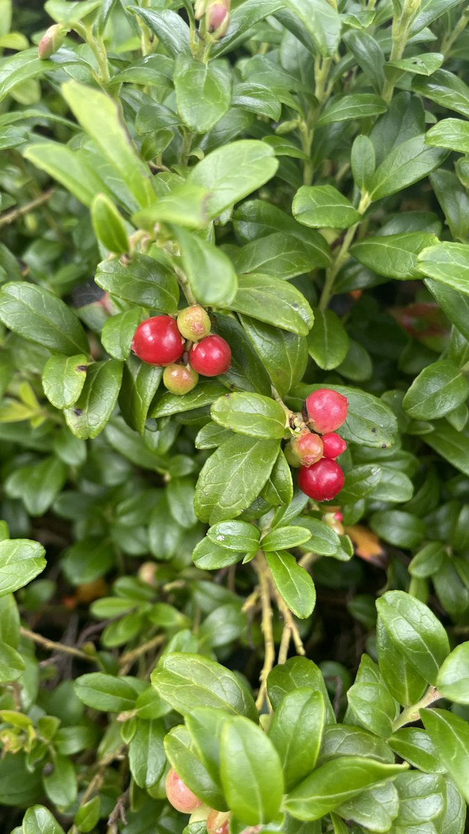 catztayl's tweet photo. 199/365 lingonberries #365in2023 #berries #nature #edibles #plantlife #needtocatchup #shotoniphone https://t.co/uwJw5Uc8pr
