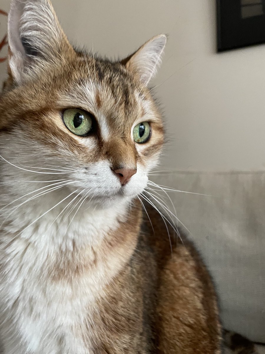 ThatCatLifeTho's tweet photo. Girolle shares the coloring of her doppelgänger -the girolle mushroom- and adds coastal green eyes. #greatbeauty #catlife #thatcatlife #catfriends #pariscat https://t.co/dQS11Rruse