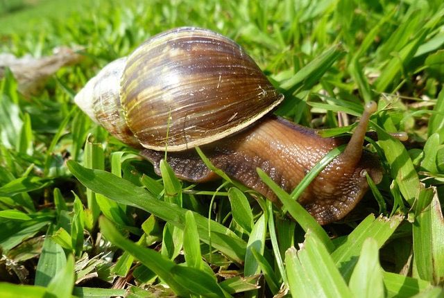 DefendamsChiloe's tweet image. #Ahora alerta máxima 

SAG emitió alerta tras hallazgo de caracol gigante africano en el país: Es una las 100 especies más peligrosas del mundo .

Si la ves en el sur da aviso al @sagchile 

#ALERTA 
#caracolgiganteafricano 
#caracolafricano