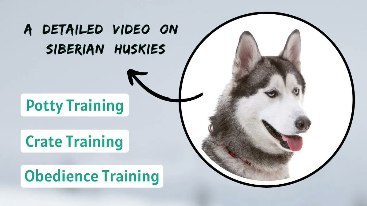 animalsinfluenc's tweet photo. @vidIQ It is for a video about "Training Siberian Huskies" https://t.co/6jTrtq538h