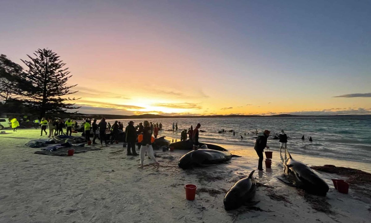 greennomad61's tweet photo. Update 💔🐳
West #Australia
A sad ending for this pod of #PilotWhales
"They squeaked as they died: I tried to help those baby pilot #whales – but nothing could be done"
#CheynesBeach https://t.co/lWXkuS49gm
#MassStranding https://t.co/nDsisunQ2E