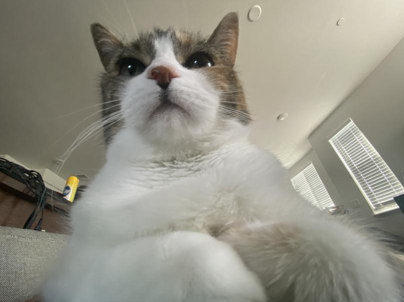 Antharal's tweet photo. @mirror_lock She just wants to be the center of *someone's* attention https://t.co/0KiyCxvIUP