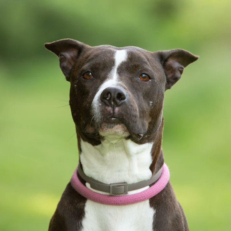 AsielZwolle's tweet photo. Wie van onze dieren kan het meest droevige koppie laten zien?

Dat is Mira! Geen twijfel over mogelijk.
Nou is Mira ook een echte lieverd. Ze is heel graag bij mensen in de buurt. 

Wil je meer weten over deze schat? 

Volg de link.
https://t.co/moZEoXMIGJ https://t.co/DQfjHck1CY