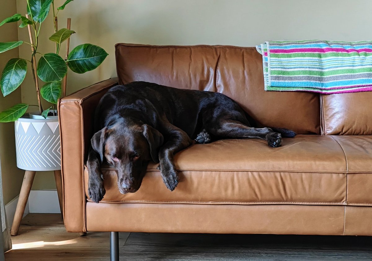 Wayne Lam tweet media