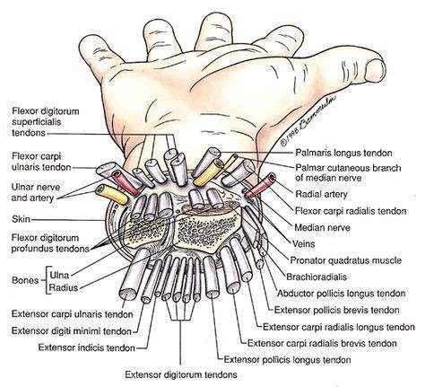 cvtsnstuff's tweet photo. Wrist anatomy charts https://t.co/p9ur7T5oUQ