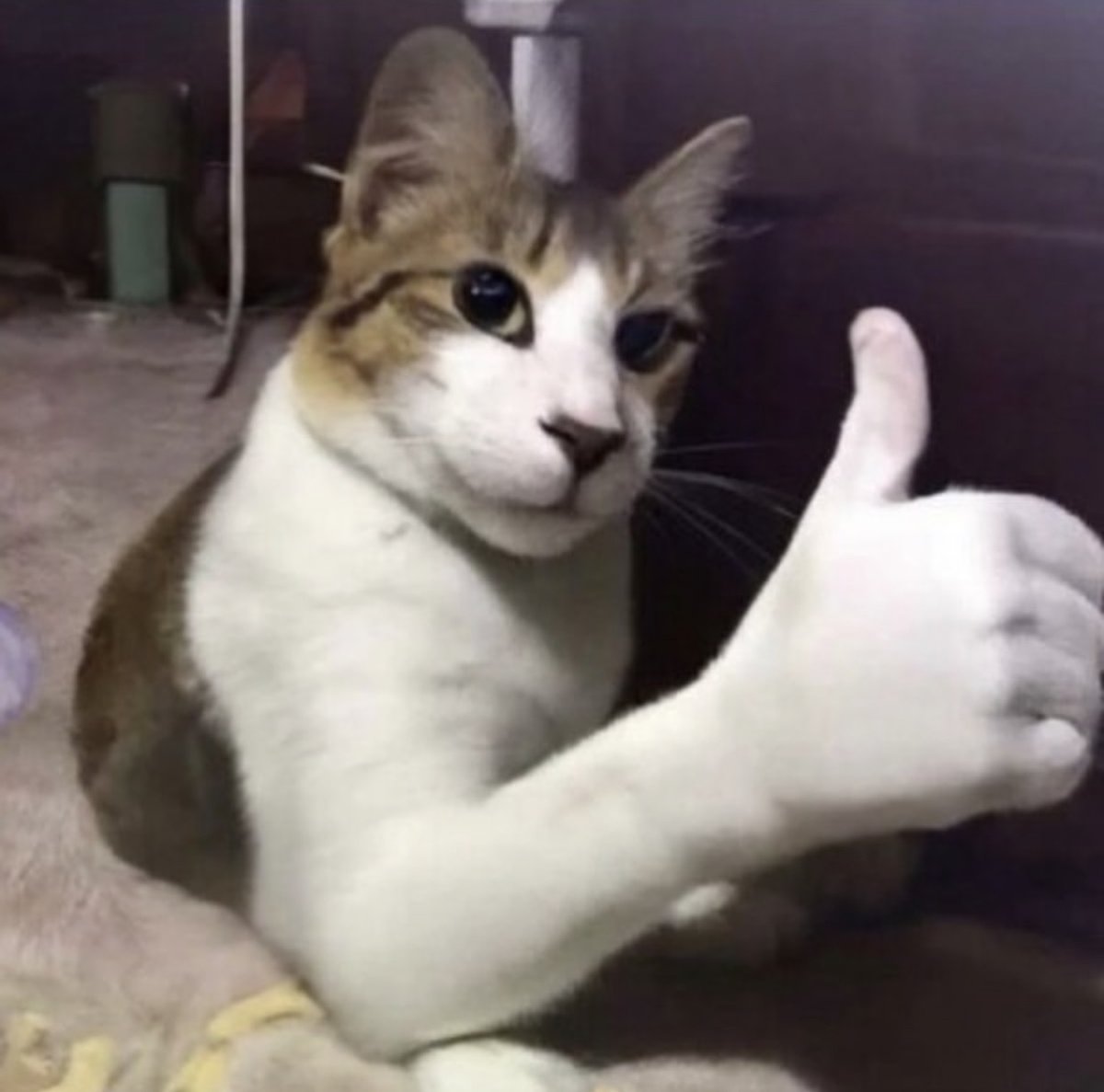 Ryan 🏄‍♂️ (@onehoedelaney) on Twitter photo 