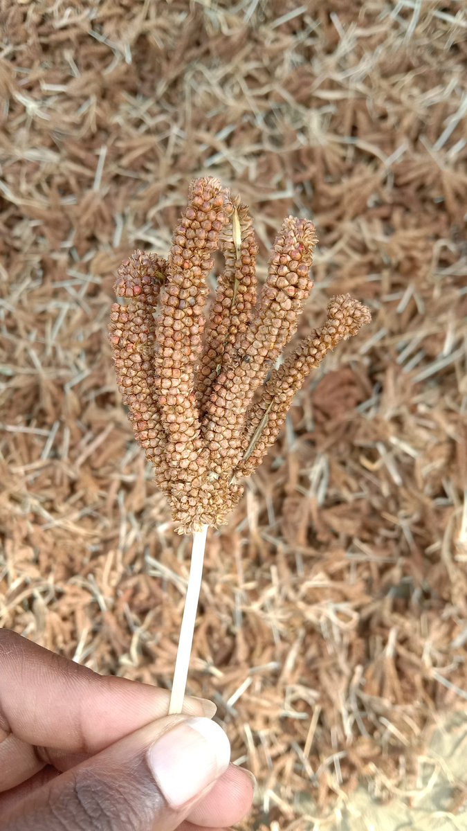 KiburuN's tweet photo. Adoption of improved Millet seed varieties will empower smallholder farmers and be a key to high quality yields, eliminate hunger and promote agri-food systems in Kenya. #IYM2023 #goodnutrition #Sustainablefoodsystems https://t.co/Vi9UZ68v1D