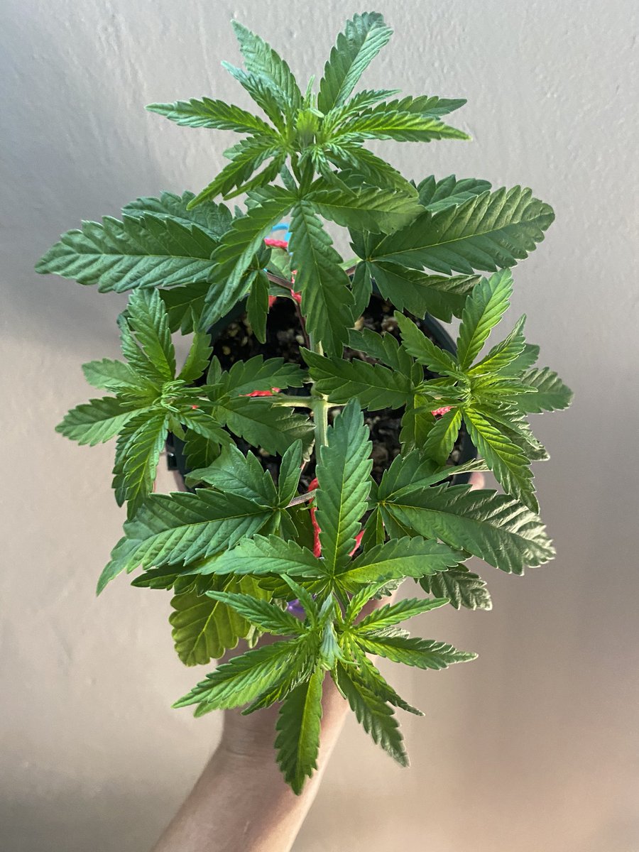 619Spaceman's tweet photo. 4 week update! 🌱🌱🌱🌱
@irvineseedco #irvineseedtester   #bluedream x #acapulcogold 
#level1 #CannabisCommunity https://t.co/uYWv4yYFJr