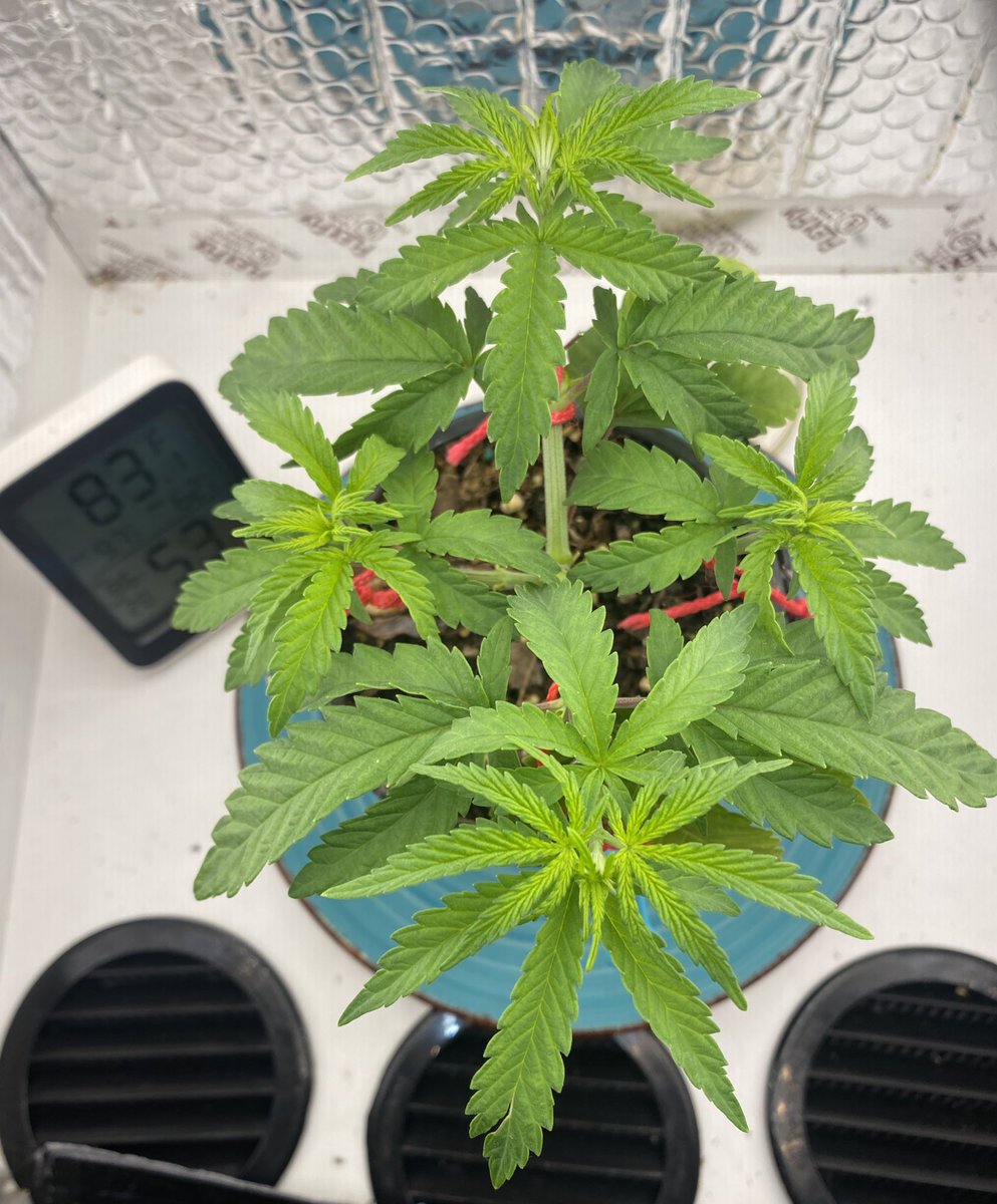 619Spaceman's tweet photo. 4 week update! 🌱🌱🌱🌱
@irvineseedco #irvineseedtester   #bluedream x #acapulcogold 
#level1 #CannabisCommunity https://t.co/uYWv4yYFJr