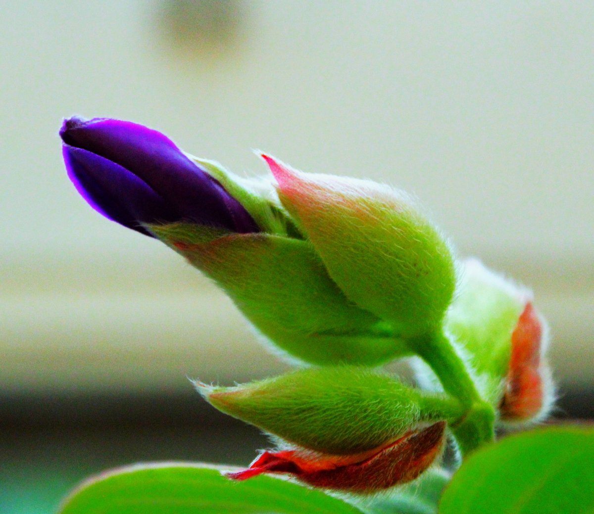 My Glorybush is coming into bloom, fingers crossed I should have an open bloom in the next coming few days 😀 #purple #FlowersOfTwitter
