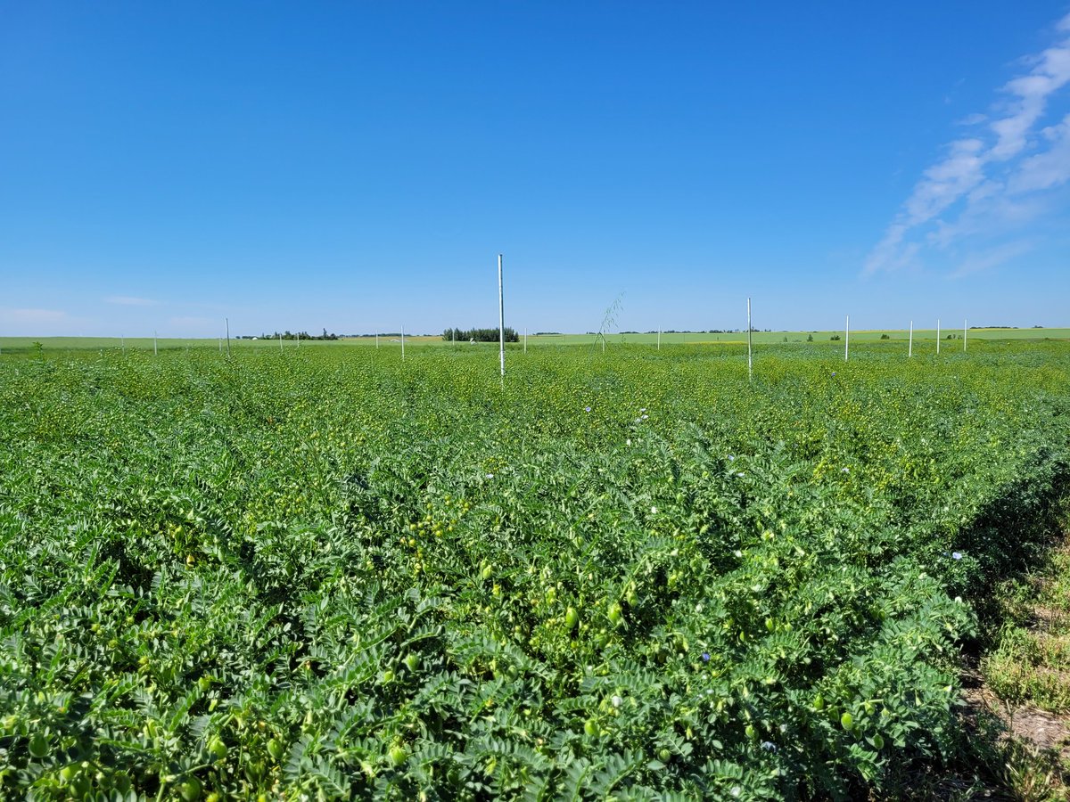 Justin Dering, PAg, CCA tweet media