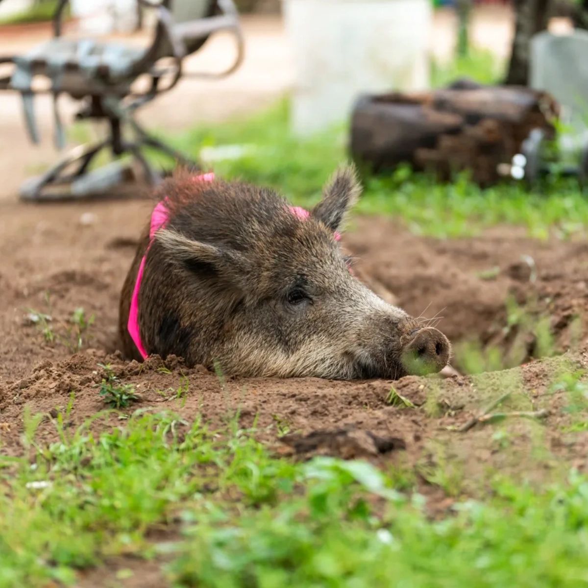 TexasHuntRanch's tweet photo. Did you know that Texas is home to over 2.6 million feral hogs? These invasive species can cause significant damage to crops and wildlife habitats. Fortunately, you'll be able to do a little population control on our ranch. #TexasWildlife #IndependenceRanch https://t.co/GmEflqgnjz