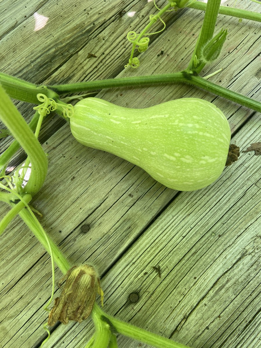 Lizeyesofblue's tweet photo. #Butternut #squash #vegetables #GrowYourOwnFood #growyourown #GardeningTwitter #organic #home #healthy #nature https://t.co/RyallyCRjn
