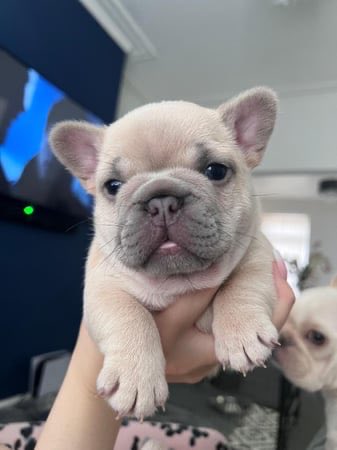 lucesmith14's tweet photo. Two Male French Bull Dogs Blue Fawn &amp; Platinum  https://t.co/PXKOLp3Z3F https://t.co/6CDi78lxbK