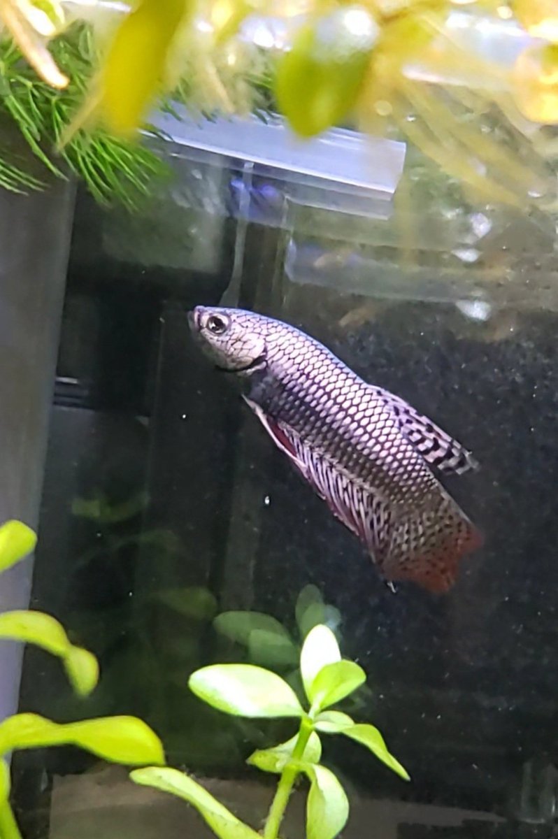 Angelwings_200's tweet photo. @Kalpeakoira I got a betta Tuesday, his name is Paarthurnax; his tankmates also have Skyrim themed names https://t.co/ZLrq9xWbzN