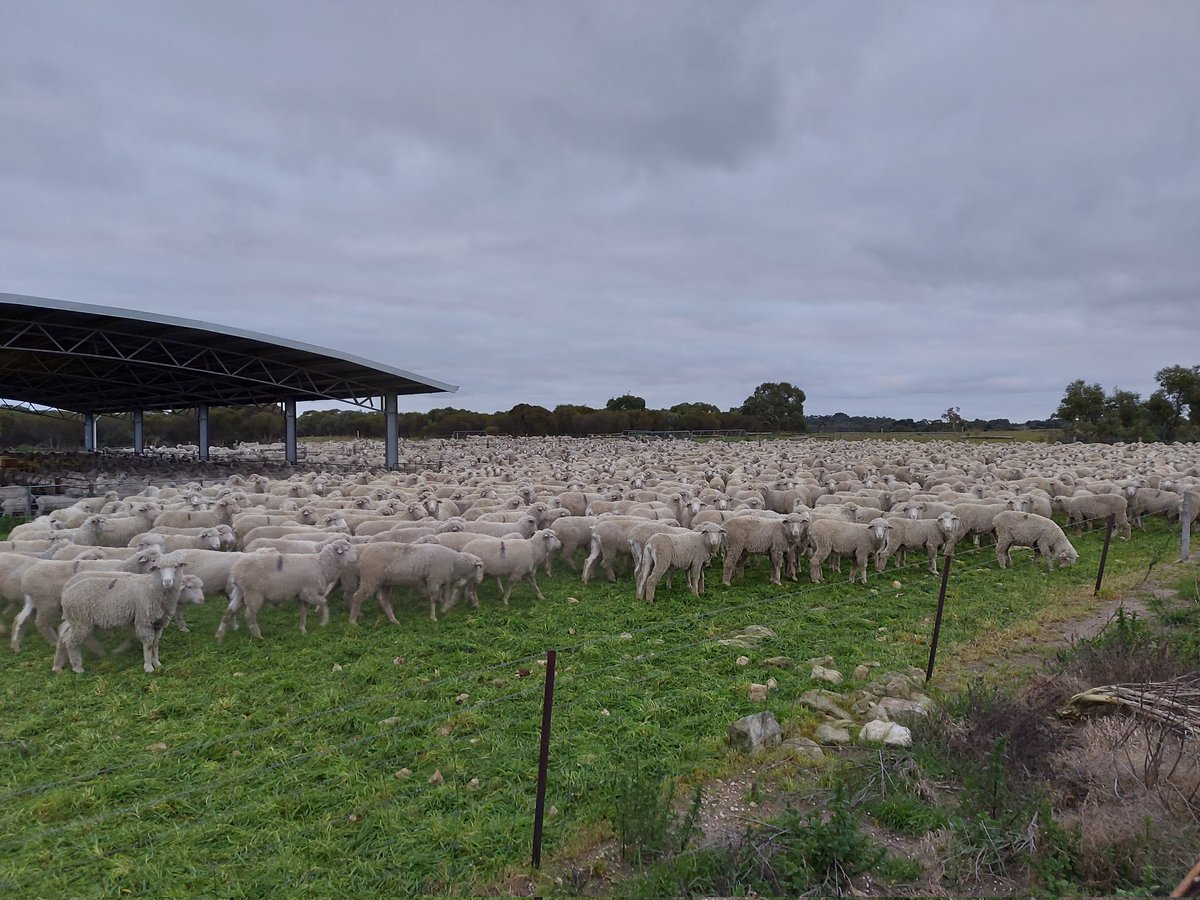 Kelvalemerinos's tweet photo. Never a dull moment, pre shearing crutching happened this week for the Ewes.
The annual Ram Sale is less than 4 weeks away, make sure August 24 is in your diary.
#srsgenetics #nonmulesed #pollmerino #merinosa #asbv https://t.co/nM9cCQAMqF