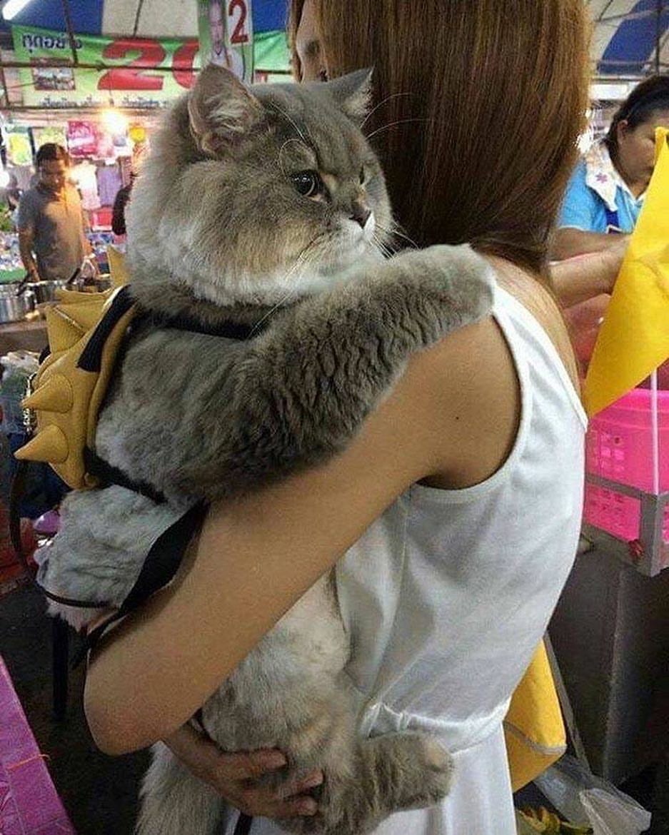 ShouldHaveCat's tweet photo. https://t.co/Owau5OvyVG