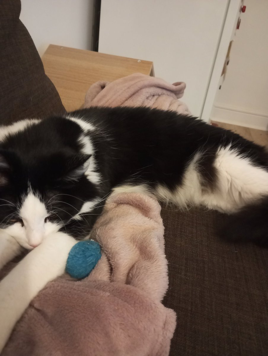 popsbebechat's tweet photo. Toujours dormir à côté de sa laballe https://t.co/dOY3bT4kZa