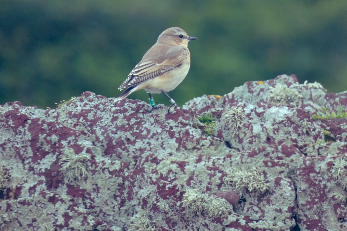 Juv Wheatear H18 was ringed on 23 June & reported from the mainland on 25th July (pic Joyce Rae). Today it’s back here! Prospecting? Getting its bearings? H79’s the 88th & now the final juv ringed. Thanks for watching. See you all in 2024 for more Wheatear Tales @SkokholmIsland.