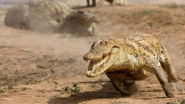 JournalWarfare's tweet photo. @OTerrifying Run.

Crocodiles don't appear to be made for running. But with their peculiar reptile limbs and prehistoric bodies, crocodiles can still run faster than most people at 17 km/h. And they can swim at up to 20 km/h. https://t.co/gimbR00UlY