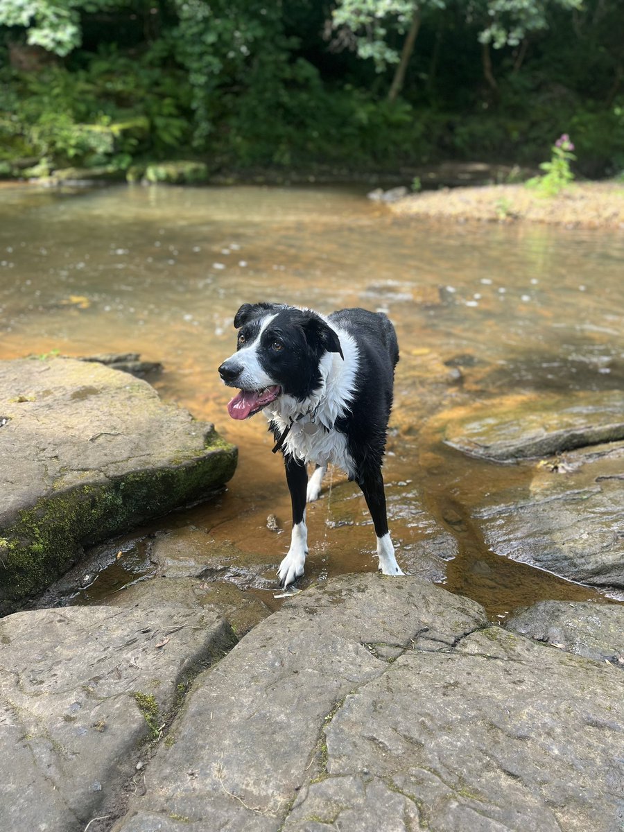 Dawnmeechan's tweet photo. My boy 🐶 https://t.co/nlhjLTjcoW