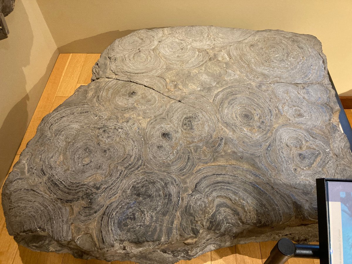 Stromatolites are microbial communities that housed some of the first #microorganisms on Earth. These microorganisms released oxygen, transforming Earth’s early atmosphere into one that allowed for the evolution of more complex, oxygen-breathing organisms. #Tbt
