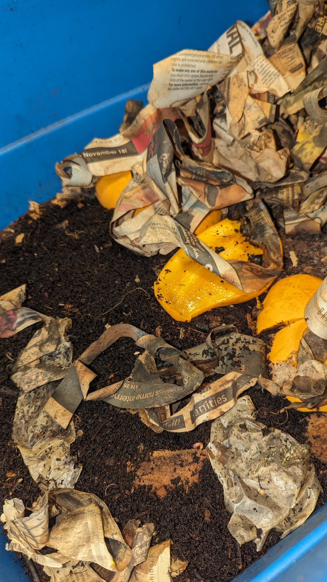 TempleGrower's tweet photo. Some of the nicest #vermicompost these gooey little units have produced thus far. Gorgeous. They eat mostly watermelon, corn on the cob, &amp; mangoes round here. Pretty pampered little mafks I'll tell you hwhat. Happy worms, happy grower. ☺️🪱🌱
#CompostYourOwn #RedWigglers https://t.co/OYe9JXK15M