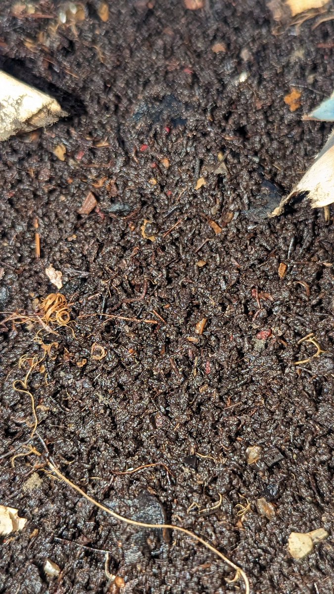 TempleGrower's tweet photo. Some of the nicest #vermicompost these gooey little units have produced thus far. Gorgeous. They eat mostly watermelon, corn on the cob, &amp; mangoes round here. Pretty pampered little mafks I'll tell you hwhat. Happy worms, happy grower. ☺️🪱🌱
#CompostYourOwn #RedWigglers https://t.co/OYe9JXK15M
