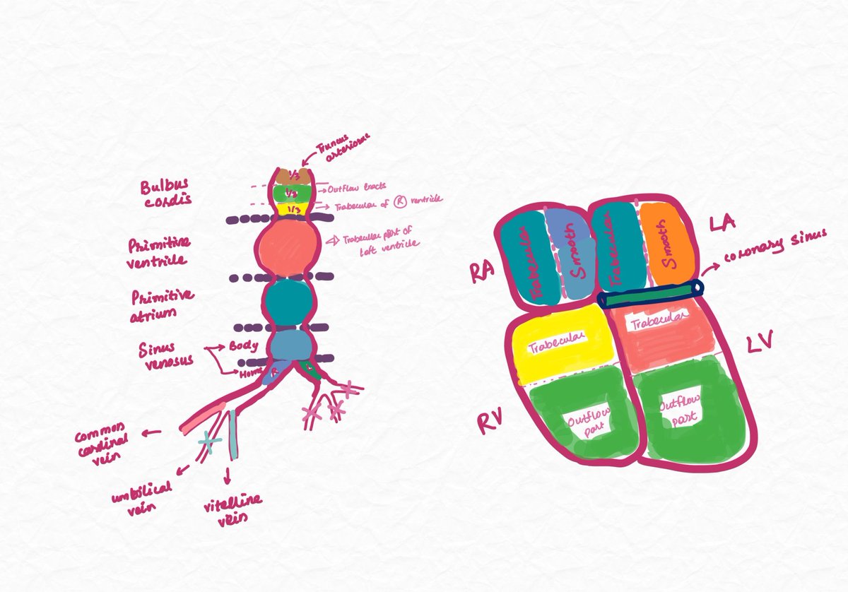 MedTalk (Part-1)

Here is a colour matched high-yield illustration of the development of mature heart structures from the embryologic heart. #Embryology #USMLE #Cardiology