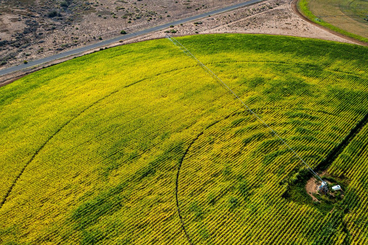 NMSUNews's tweet image. NMSU ag science center in Farmington hosts field day Aug. 17
newsroom.nmsu.edu/news/nmsu-ag-s…

@nmsu_aces @NMSUaes #fielddays #farmingtonnm