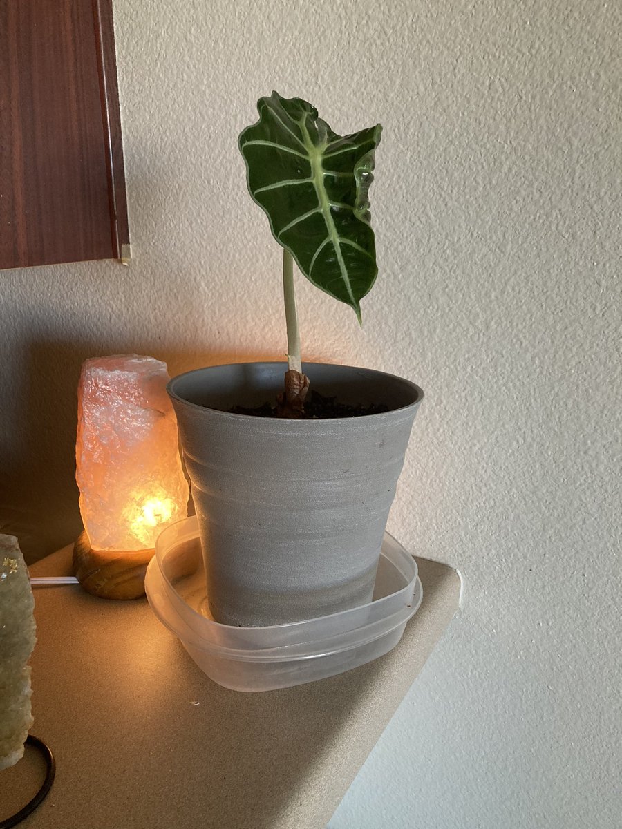 The first leaf finally unraveled on my Alocasia 🌱😍