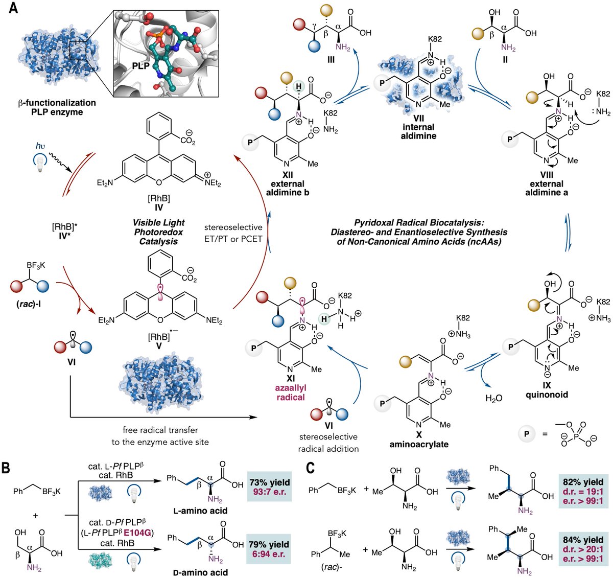 Yang Yang (@yang2biocat) on Twitter photo We published our first paper on pyridoxal radical biocatalysis in <a href="/ScienceMagazine/">Science Magazine</a> : lnkd.in/gkB5dpKM. What we are most excited about is the ability to design general biocatalytic activation modes which are both new-to-biology and new-to-chemistry: We published our first paper on pyridoxal radical biocatalysis in <a href="/ScienceMagazine/">Science Magazine</a> : lnkd.in/gkB5dpKM. What we are most excited about is the ability to design general biocatalytic activation modes which are both new-to-biology and new-to-chemistry: