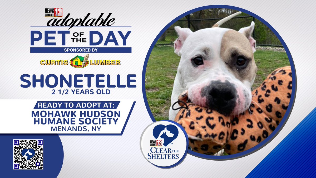 WNYT NewsChannel 13 (@wnyt) on Twitter photo This face though🥹🥹 today's adoptable pet is part of the #HiddenGems program at <a href="/Mohawkhumane/">Mohawk Hudson Humane</a>, meaning she's been available for over 100 days.. Shonetelle's 2.5y/o, loves toys, walks and warm hugs🥹🥰 #endthestreak #adoptshonetelle <a href="/curtislumber/">Curtis Lumber</a> This face though🥹🥹 today's adoptable pet is part of the #HiddenGems program at <a href="/Mohawkhumane/">Mohawk Hudson Humane</a>, meaning she's been available for over 100 days.. Shonetelle's 2.5y/o, loves toys, walks and warm hugs🥹🥰 #endthestreak #adoptshonetelle <a href="/curtislumber/">Curtis Lumber</a>