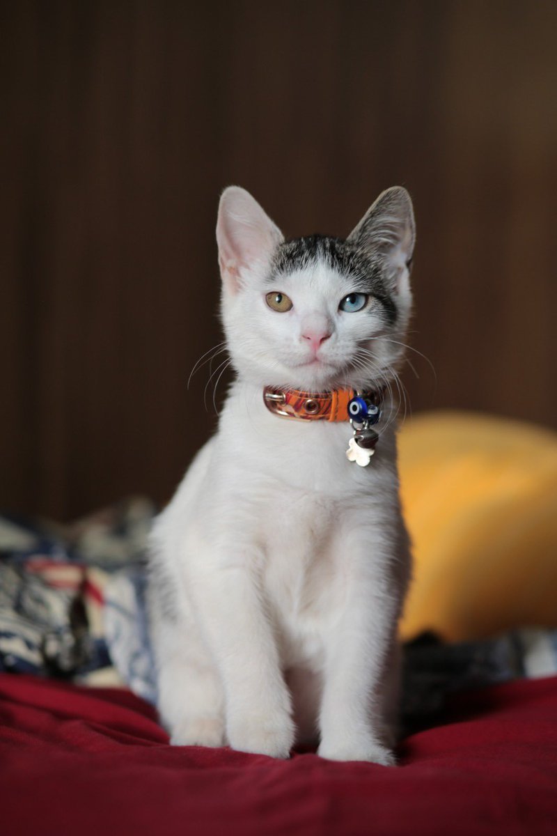 kaför saçımı yamuk kesmis